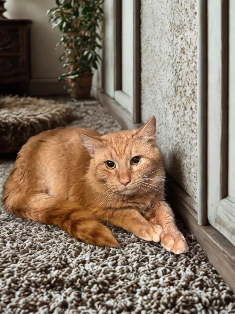 Garfield thumbnail 4