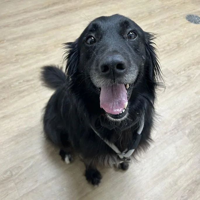 An adult large-sized male Black Flat-Coated Retriever dog named Ash for adoption in Lyndhurst, VA