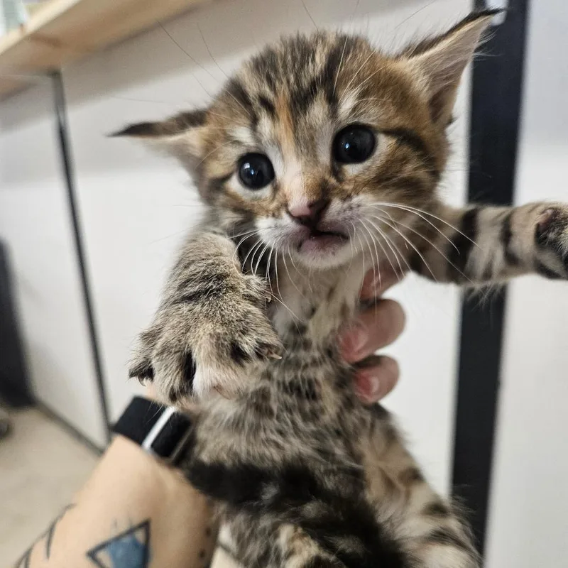 A baby small-sized female Brown / Chocolate American Shorthair cat named Meeny for adoption in Lake Jackson, TX
