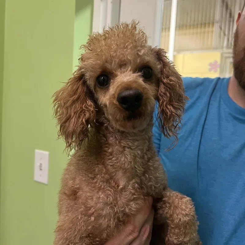An adult small-sized male Apricot / Beige Miniature Poodle dog named Jr for adoption in Naples, FL