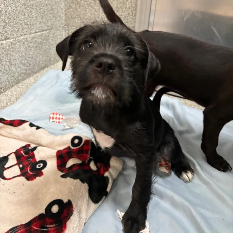 A baby medium-sized female Black Mixed Breed dog named Snuzzle for adoption in Washington Township, OH