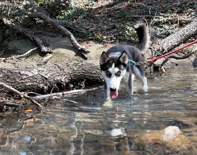 A young medium-sized male Black Husky dog named Jc for adoption in Port Washington, NY