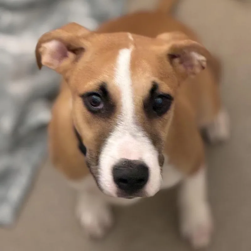A baby medium-sized male Retriever dog named Big Boy for adoption in South Elgin, IL