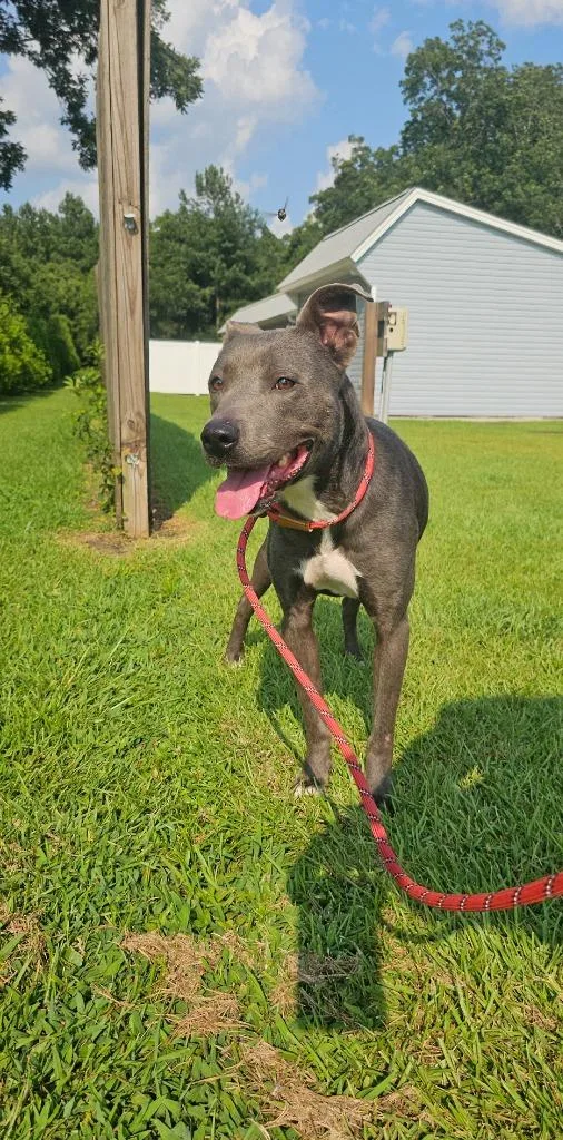 A young medium-sized female Terrier dog named Dolce for adoption in New Bern, NC