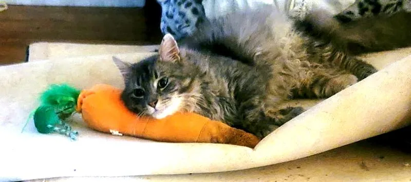A young medium-sized male Gray / Blue / Silver Maine Coon cat named Winter for adoption in Cedars, PA