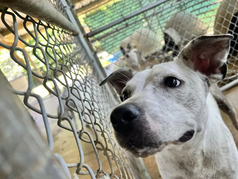 A baby large-sized male Pit Bull Terrier dog named Chester for adoption in Shreveport, LA