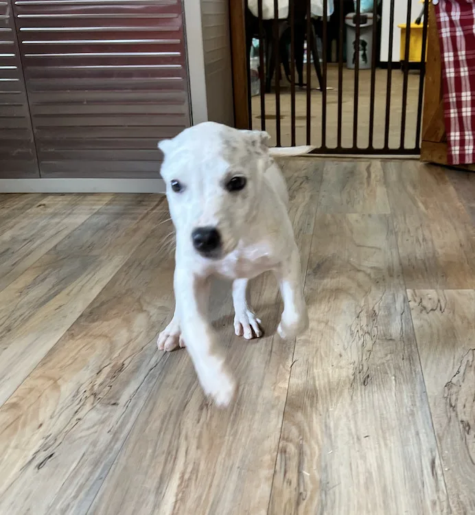 Chester thumbnail 2