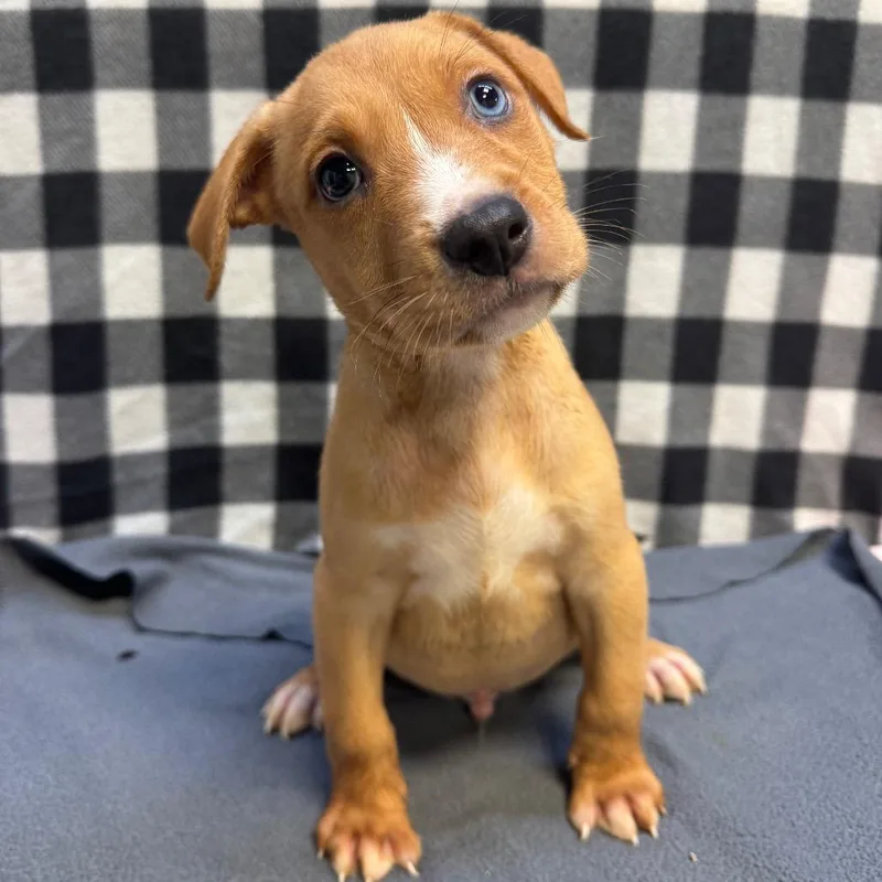 A young medium-sized male Yellow / Tan / Blond / Fawn Shepherd dog named Drax for adoption in Edinburg, TX