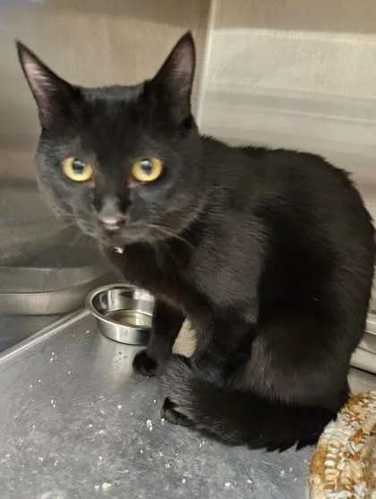 An adult medium-sized male Domestic Short Hair cat named Aladdin for adoption in Lafayette, IN