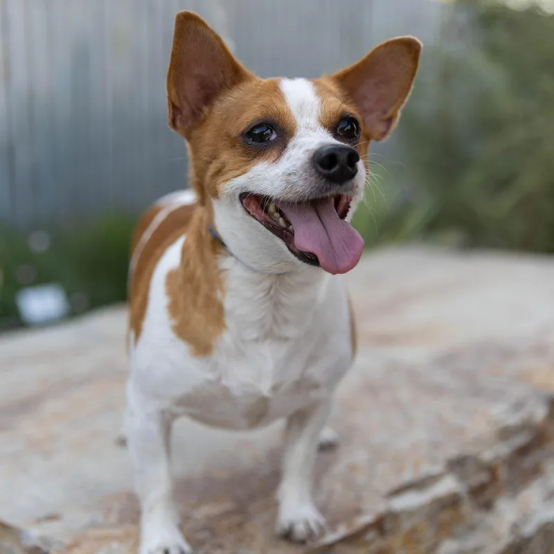 An adult small-sized male White / Cream Chihuahua dog named Scrappy for adoption in Palm Springs, CA