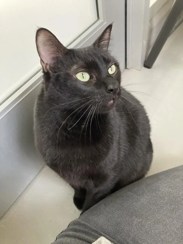 An adult small-sized female Manx cat named Zampetta for adoption in Healdsburg, CA