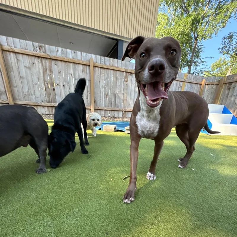 Maple Bar thumbnail 2