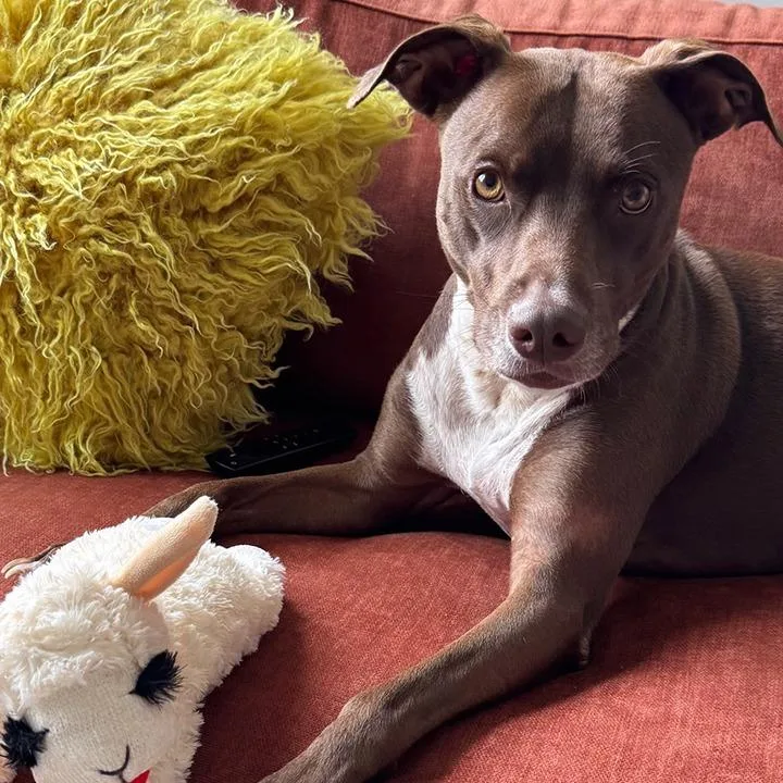 Maple Bar thumbnail 3