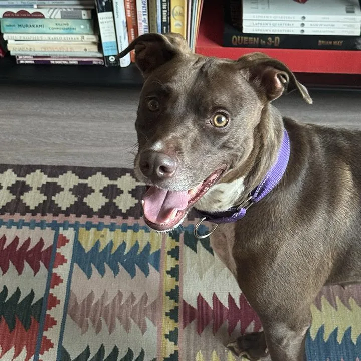 Maple Bar thumbnail 4