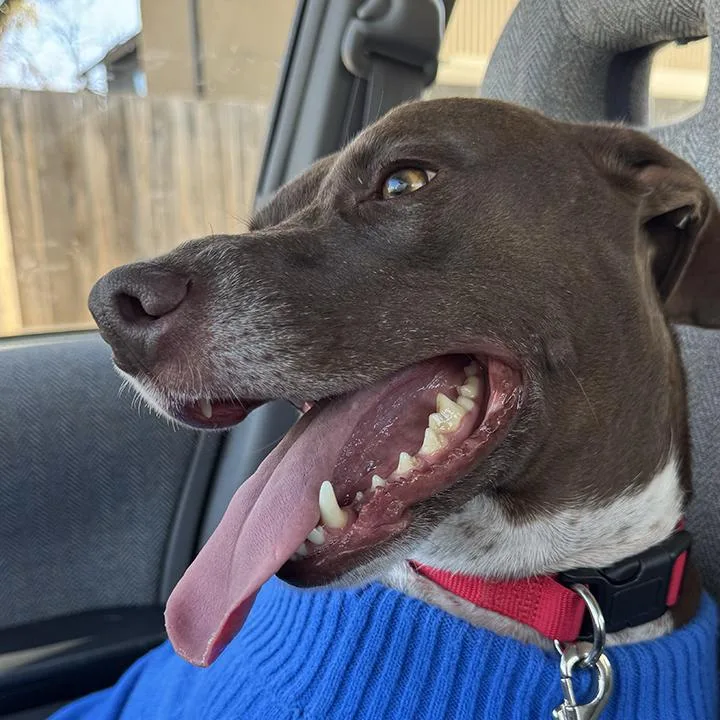 Maple Bar thumbnail 5