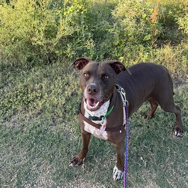 Maple Bar thumbnail 6