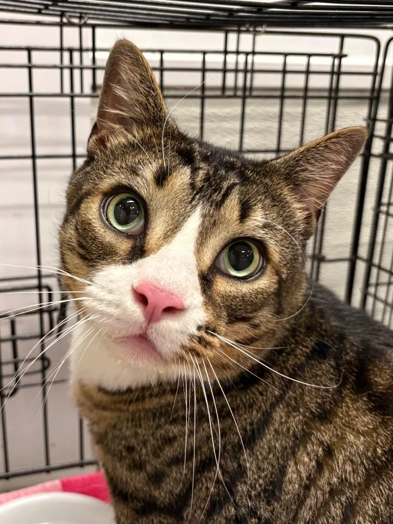 An adult medium-sized male Domestic Short Hair cat named Rajah for adoption in Fall River, MA