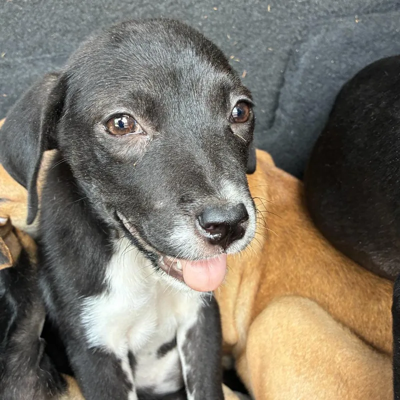 A baby small-sized female Pit Bull Terrier dog named Peppermint for adoption in Edinburg, TX