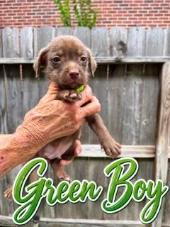 A baby small-sized male Terrier dog named Green for adoption in Spring, TX