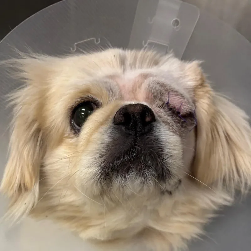 An adult small-sized male Yellow / Tan / Blond / Fawn Pekingese dog named Cutie A for adoption in Mission Hills, CA