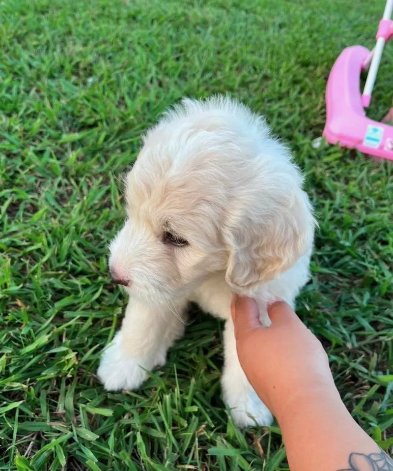 A baby small-sized female Great Pyrenees dog named Sansa for adoption in Welling, OK