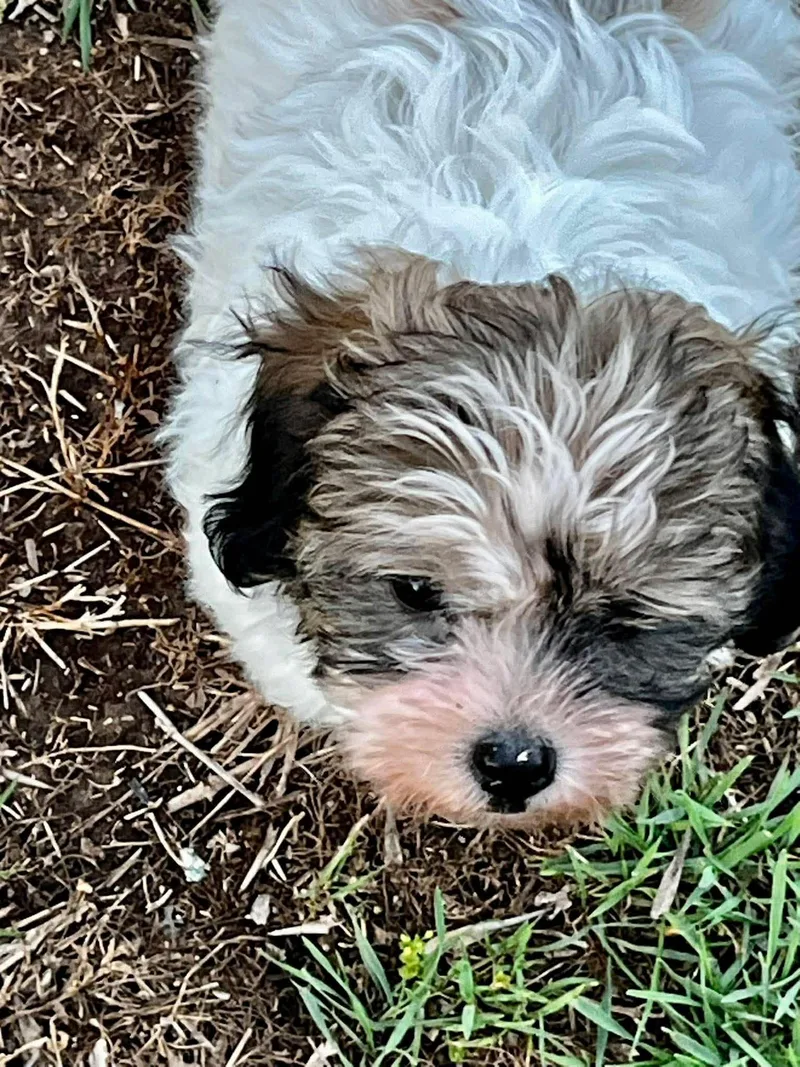 Winnie   $ thumbnail 3