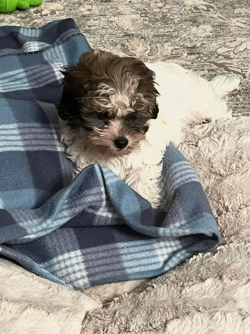 Winnie   $ thumbnail 4