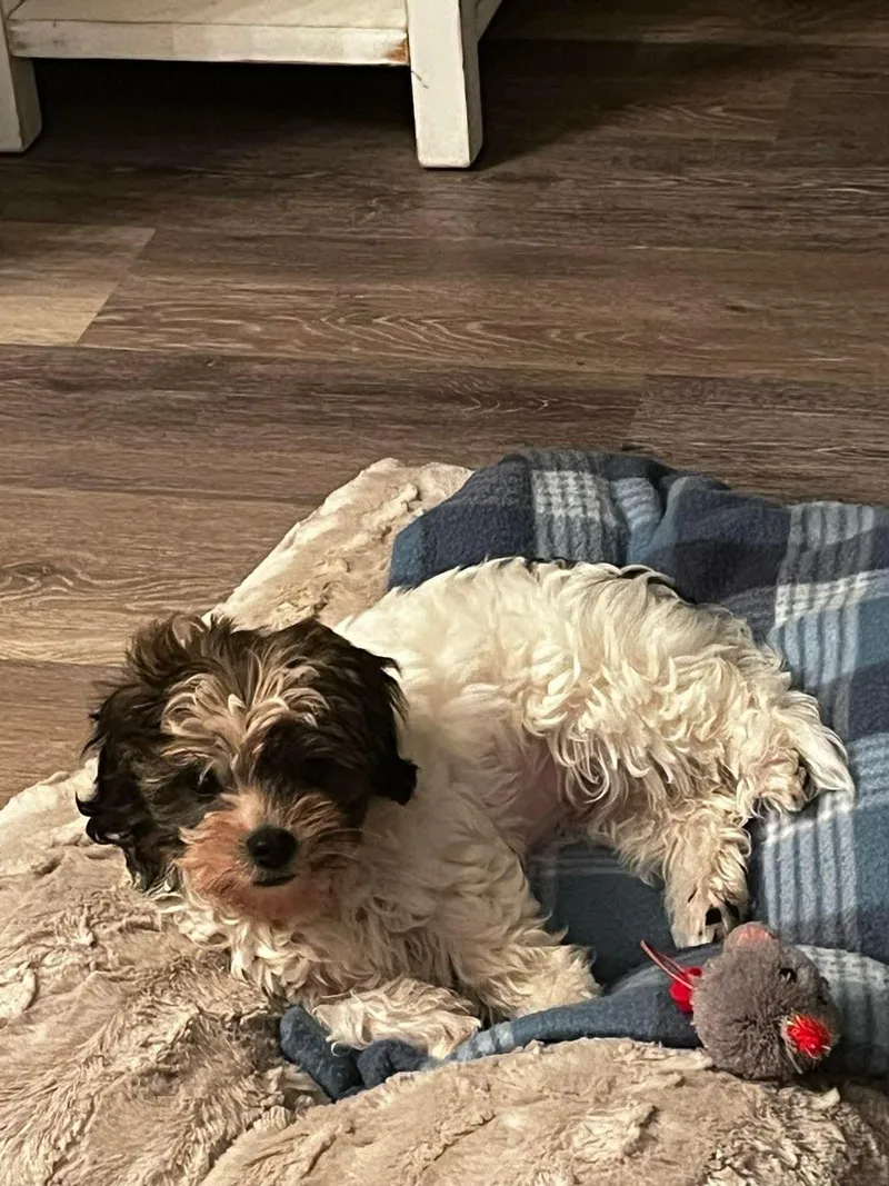 A baby small-sized female Maltese dog named Winnie   $ for adoption in Milwaukee, WI