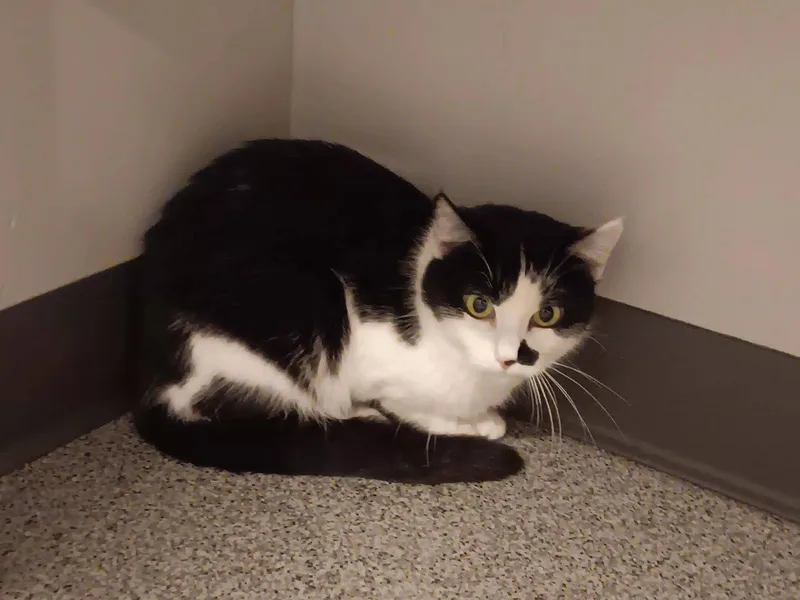 An adult small-sized female Black & White / Tuxedo Domestic Short Hair cat named Doris for adoption in Lincoln, NE