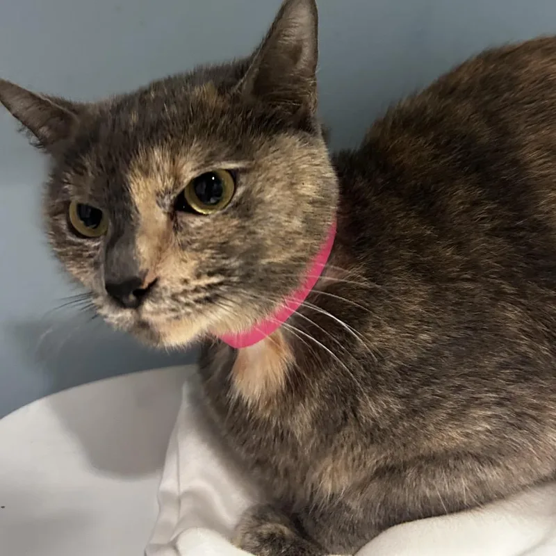An adult medium-sized female Tortoiseshell Domestic Short Hair cat named Missy for adoption in Chattanooga, TN