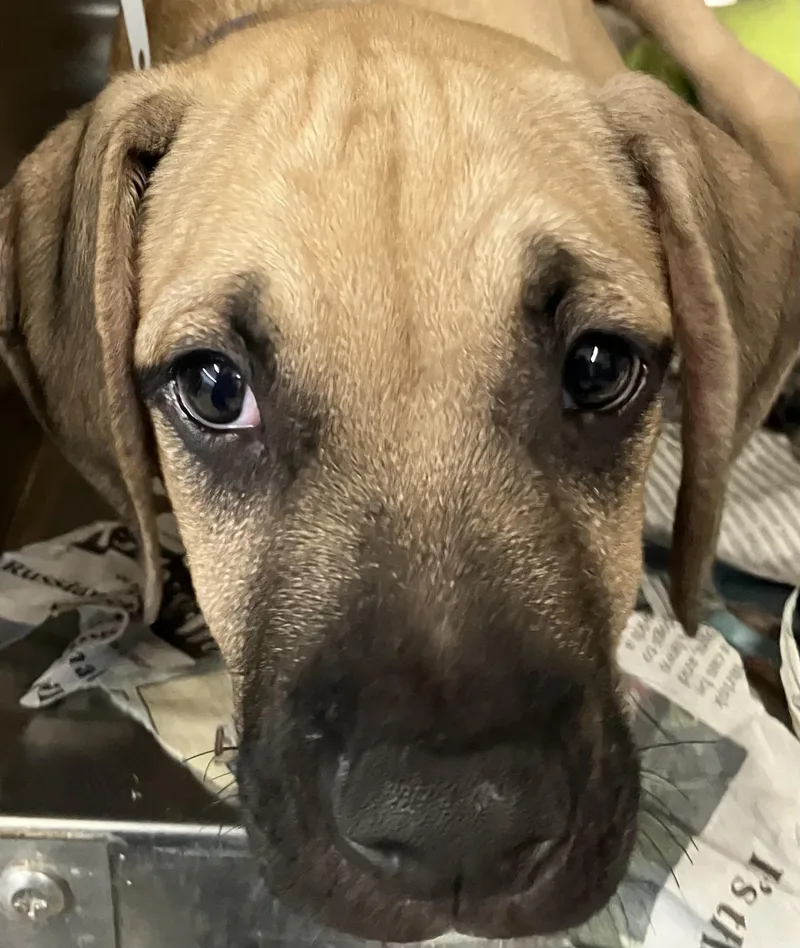 A baby medium-sized male Yellow / Tan / Blond / Fawn Shepherd dog named Scooter for adoption in Parma, OH