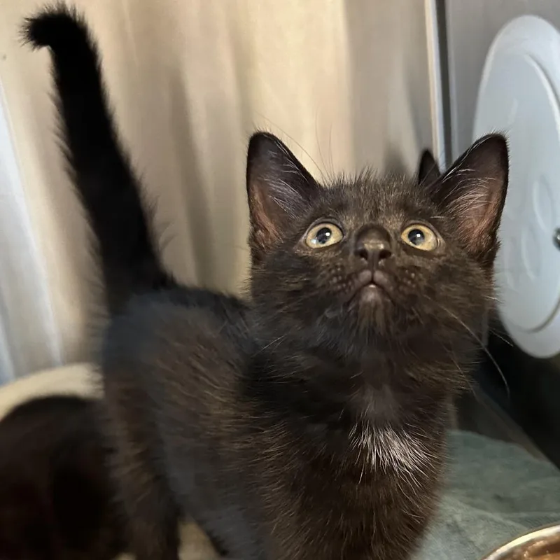 A baby small-sized male Black Domestic Short Hair cat named Ketchup for adoption in Washington Township, OH