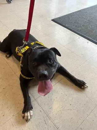 Charlie Brown thumbnail 2