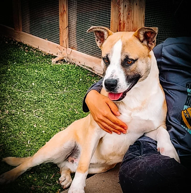 A young medium-sized male Australian Cattle Dog / Blue Heeler dog named Patrick for adoption in Tacoma, WA