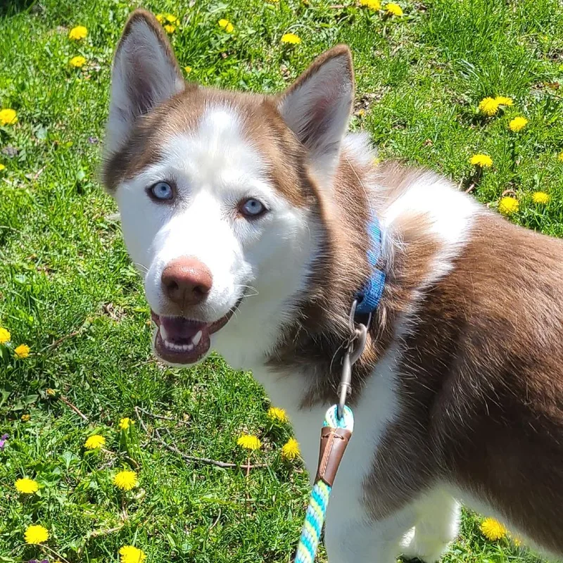 An adult medium-sized female Husky dog named Rose for adoption in Oak Park, IL