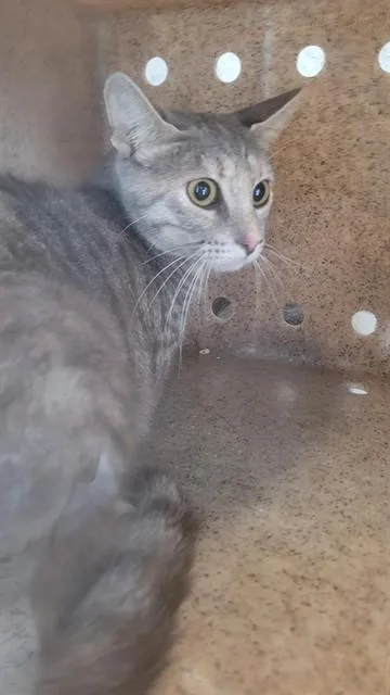 A young small-sized female Domestic Short Hair cat named Fiona for adoption in Saint Cloud, FL