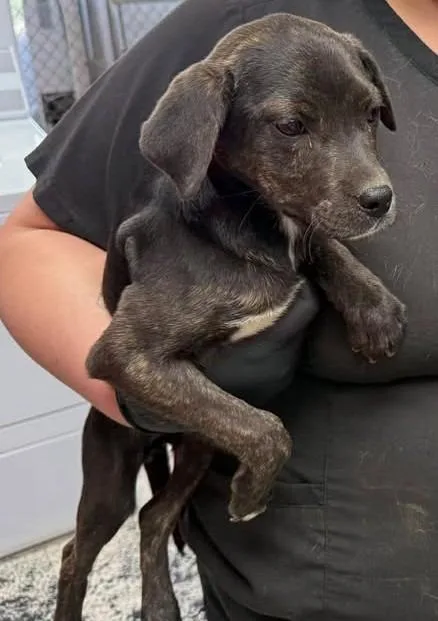 A baby small-sized female Mixed Breed dog named Twix for adoption in Lavonia, GA