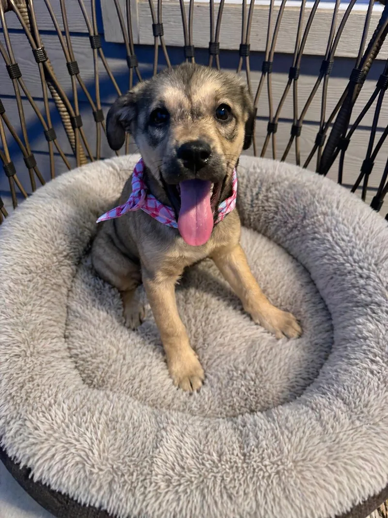 A baby medium-sized female Sable German Shepherd Dog dog named Cyndi Lauper for adoption in Houston, TX