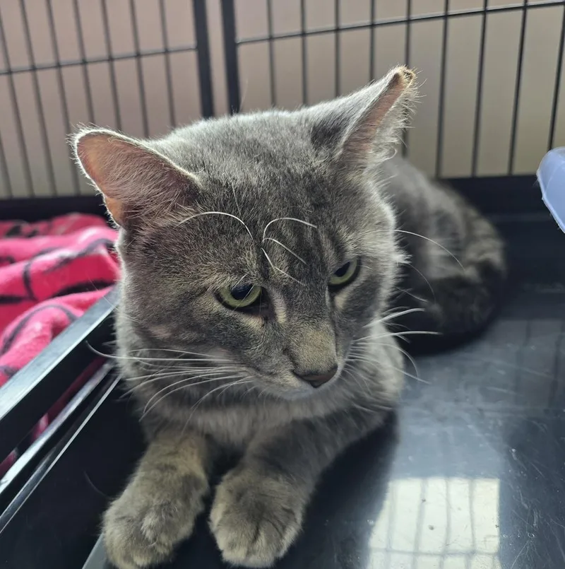 An adult medium-sized male Domestic Short Hair cat named Simon Says for adoption in Southbury, CT