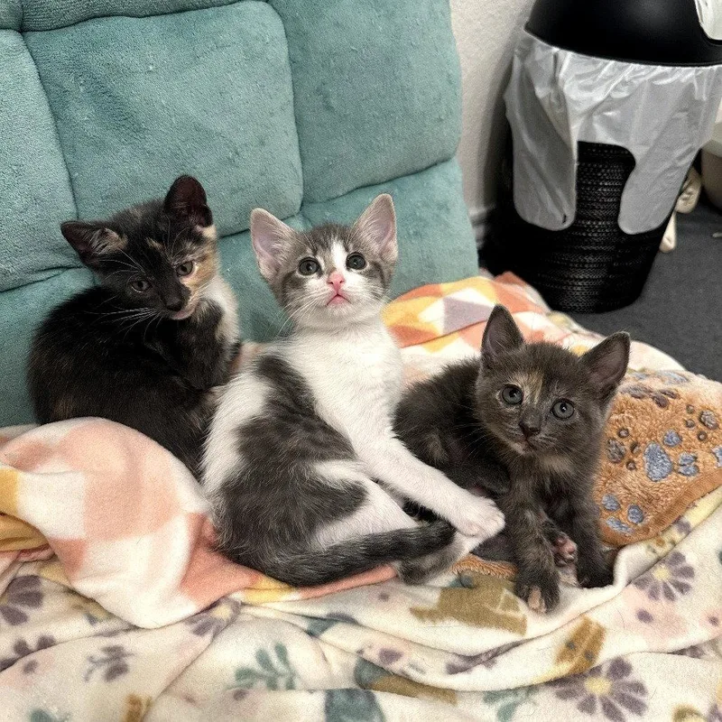 A baby medium-sized male Domestic Short Hair cat named Survivor Litter for adoption in Dallas, TX