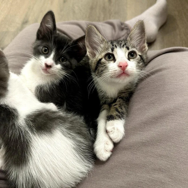 Survivor Litter thumbnail 2