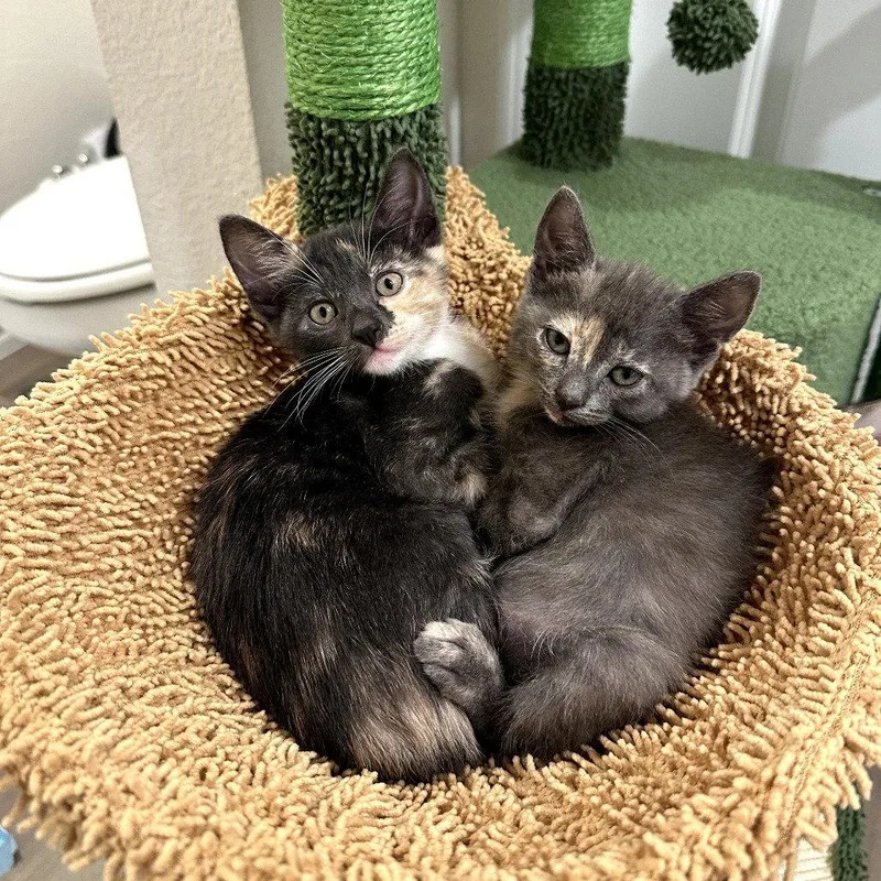 Survivor Litter thumbnail 3