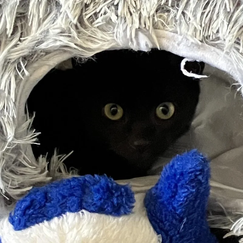 A young small-sized male Black Domestic Short Hair cat named Wilbert for adoption in Point Richmond, CA