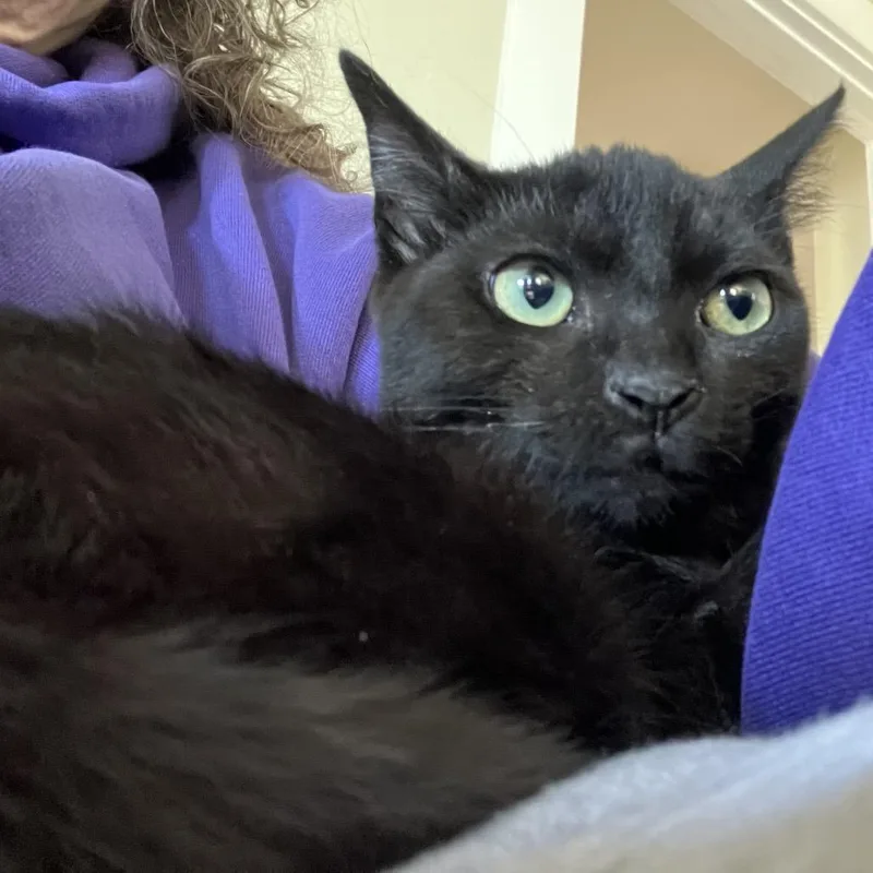 Wilbert thumbnail 2