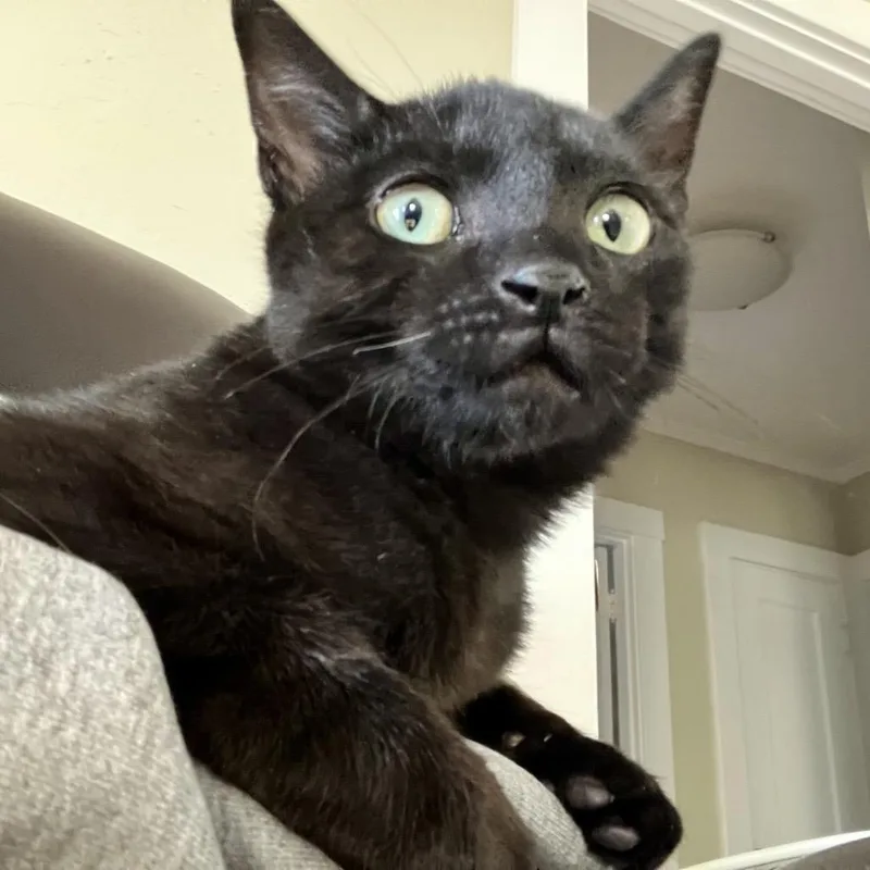 Wilbert thumbnail 3