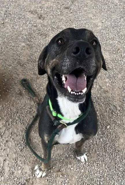An adult medium-sized male Black and Tan Coonhound dog named Dynamite for adoption in Tucson, AZ