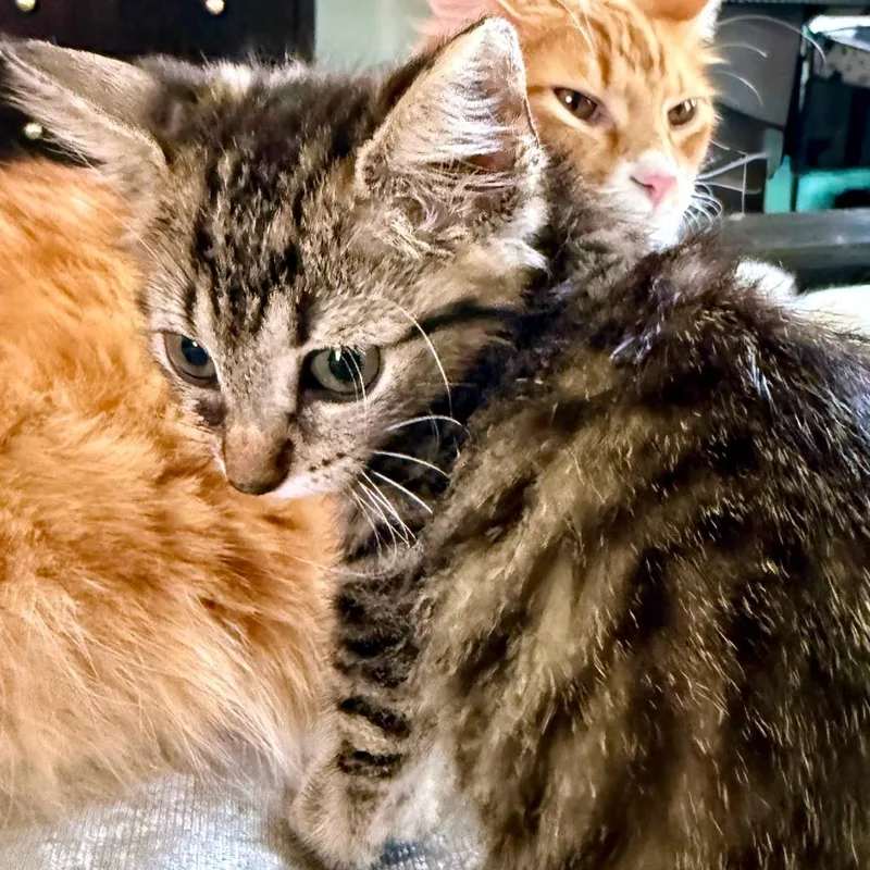 A baby small-sized female Brown / Chocolate Domestic Short Hair cat named Zira for adoption in Austin, TX