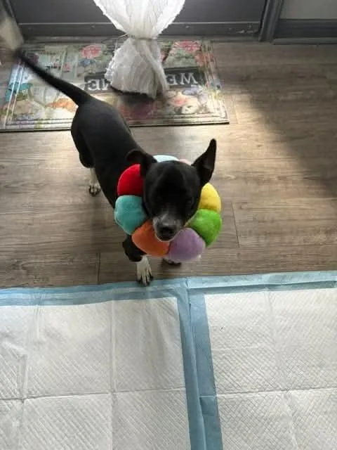 An adult small-sized male Tricolor (Brown, Black, & White) Chihuahua dog named Eevee for adoption in Aurora, CO