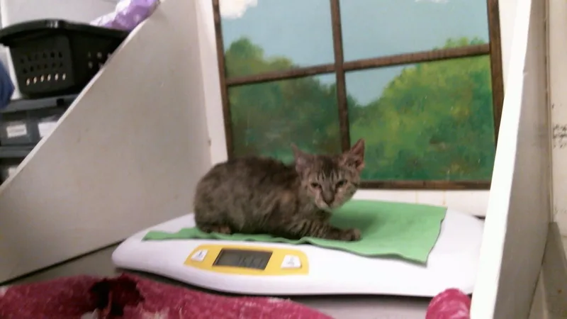 A baby small-sized female Domestic Short Hair cat named A for adoption in Houston, TX