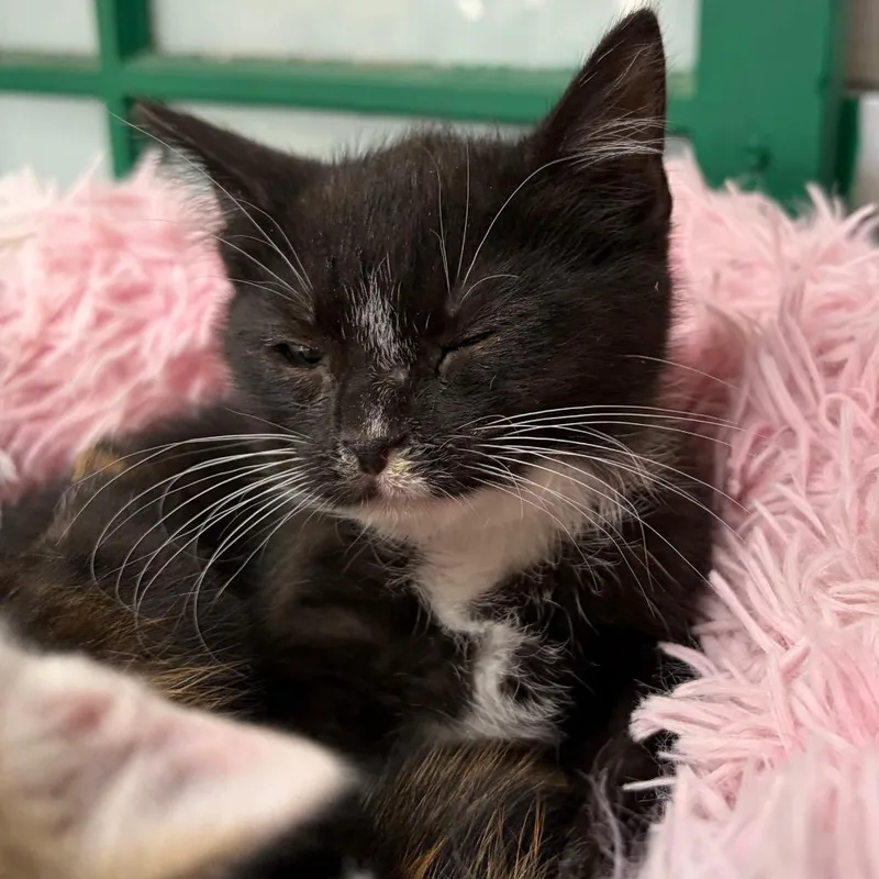 A baby small-sized male Black Domestic Short Hair cat named Bingus for adoption in West Point, MS